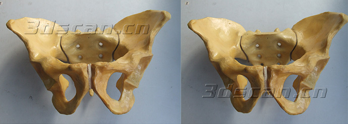 3d Scanning Of Bone Model Human Body Model 3d Scanning