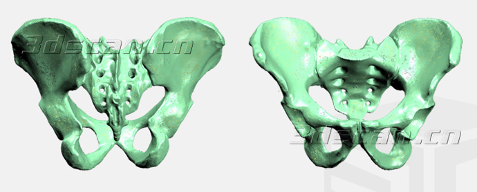 髋骨模型点云数据